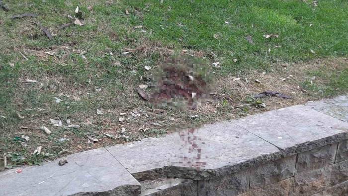 Ünlü Oyuncu Seda Fettahoğlu Parkta Ölü Bulundu