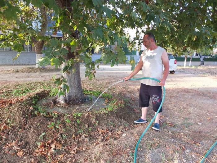Burhaniye’de 22 Yıl Önce Sokağa Diktiği Çınar Ağaçlarını Sulamaya Devam Ediyor