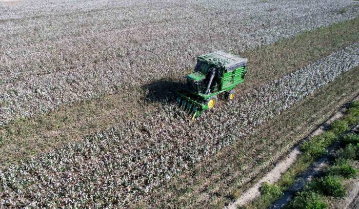 Bir Zamanların Pamuk Diyarı Artık Tropikal Ürünlerle Anılıyor