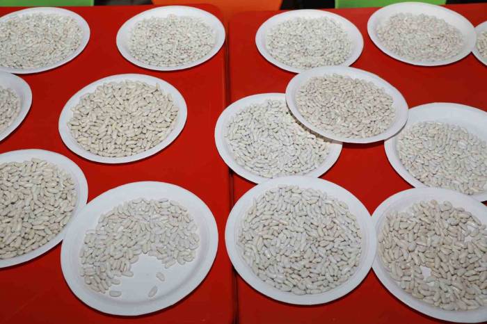 Coğrafi İşaretli Yedisu Horoz Kuru Fasulyesi Festivali Düzenlendi