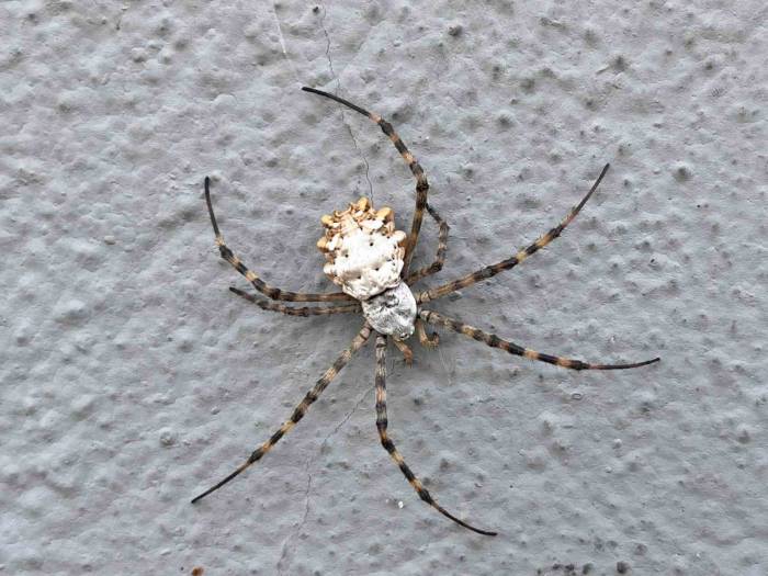 İklim Krizi Yeni Bir Örümcek Getirdi: Loblu Örümcek Yayılıyor