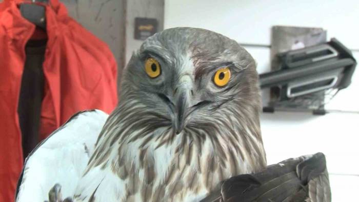 İstanbul’da Silahla Vurulmuş Şahin Bulundu