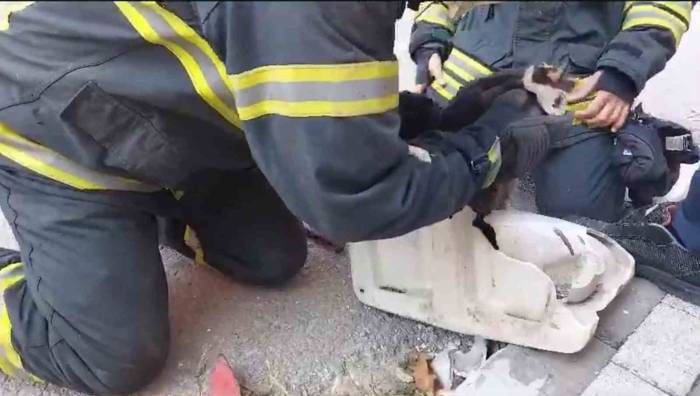 Lavaboya Sıkışan Yaramaz Kedi Böyle Kurtarıldı