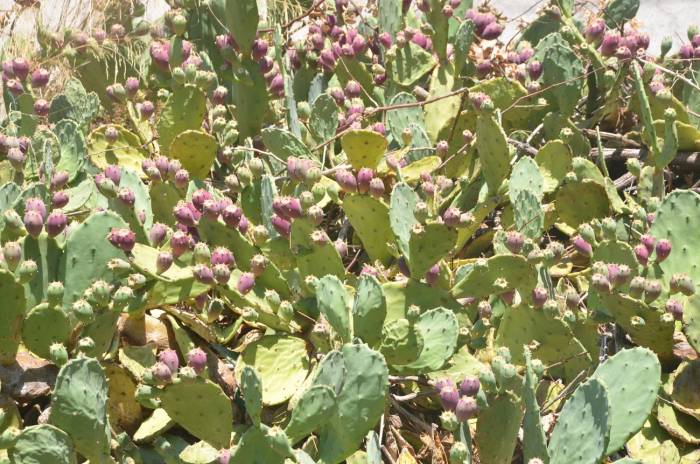 Yer İnciri Şifa Dağıtıyor