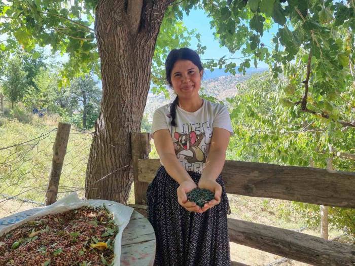 Adana’da “Menengiç” Hasadı Başladı