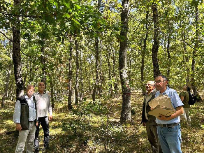 Balıkesir’de Meşe Ağaçları Koruma Altına Alındı