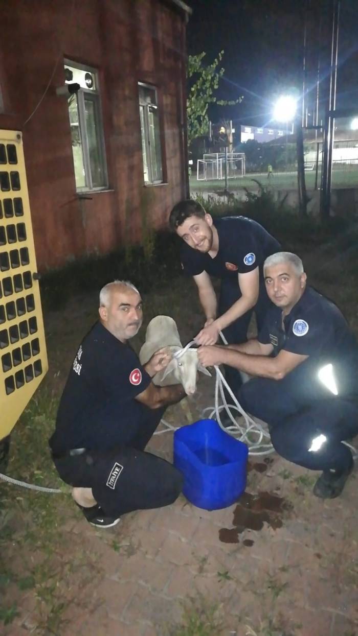 Foseptik Çukuruna Düşen Koyunu İtfaiye Ekipleri Kurtardı