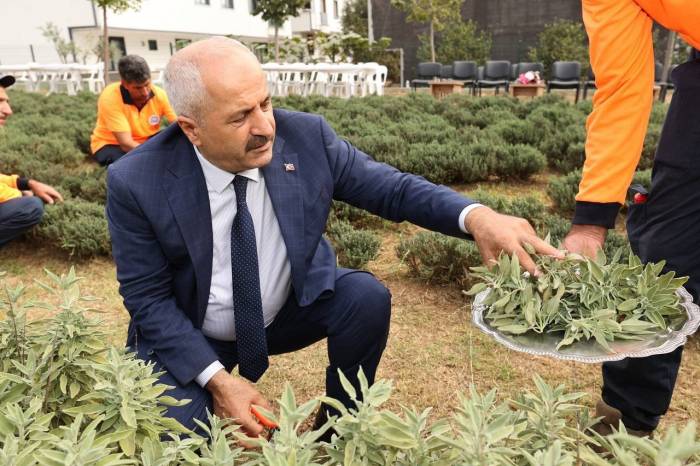 Şifa Kapısı’nda Bitki Hasadı