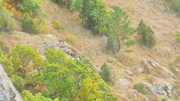 Yavrularını Korumak İçin Kangal Köpeğine Kafa Tutan Vaşak Kameralara Yansıdı