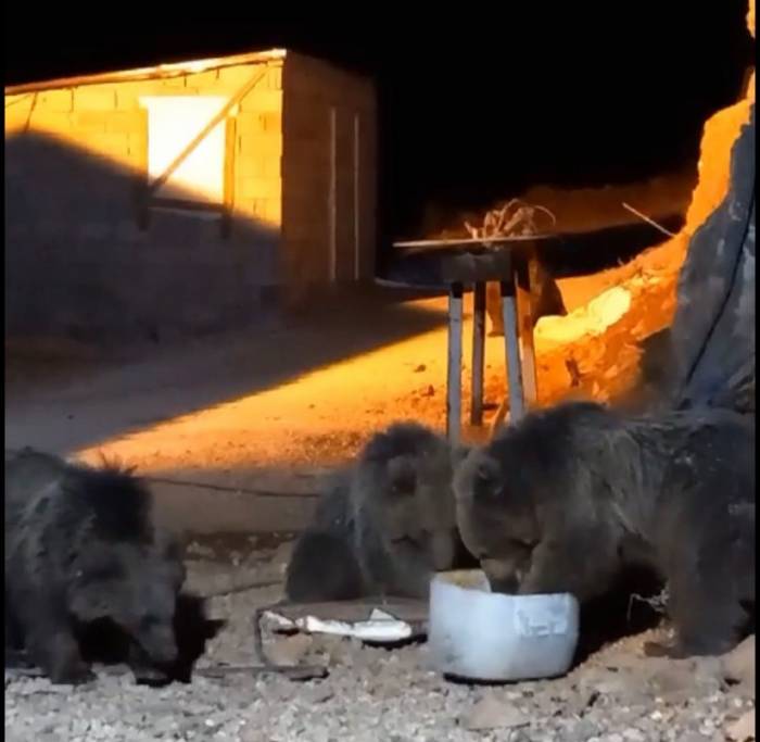 Yüksekova’da Şantiyede Yiyecek Arayan 4 Ayı Kameralara Yansıdı