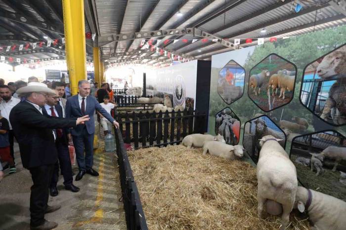 3. Küçükbaş Hayvancılık Festivali Başladı