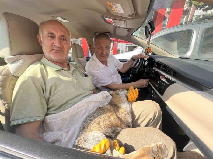 Yaralı Bulunan Tilki Veterinere Teslim Edilemeden Telef Oldu