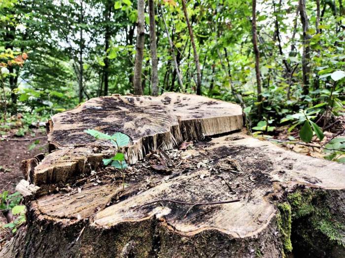 Kesilen 100 Yıllık Ağacın Kütüğünden Fidan Yeşerdi, Görenler Şaştı