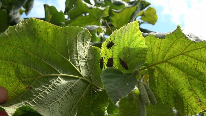 Fındıktaki Bu Yılki Kaybın Yüzde 15’i Zararlılar Yüzünden