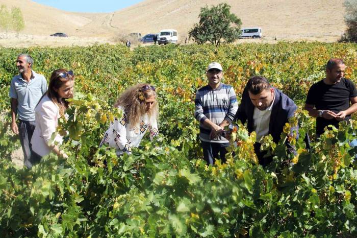 Erciş Üzümü Denetimden Geçti