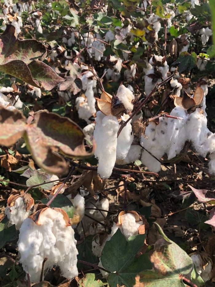Son Yağışlar Söke Ovası’ndaki Pamuğa Kısmen Zarar Verdi