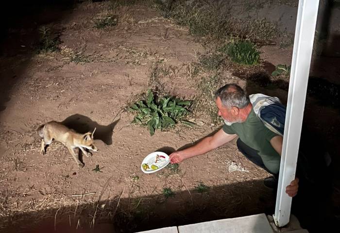 Davetsiz Misafir Yavru Tilki, Piknikçilerin Sofrasına Ortak Oluyor