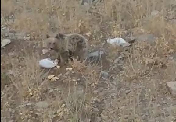 Karşılaştıkları Ayıya Yiyecek Bıraktılar