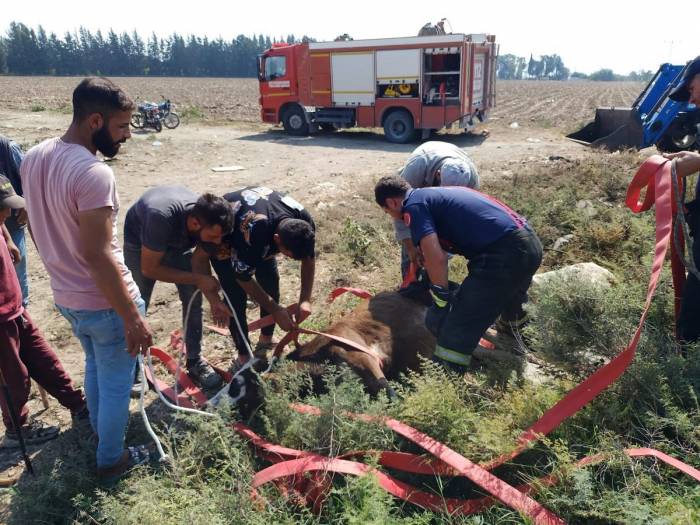 Hatay’da Kuyuya Düşen Buzağıyı İtfaiye Ekipleri Kurtardı