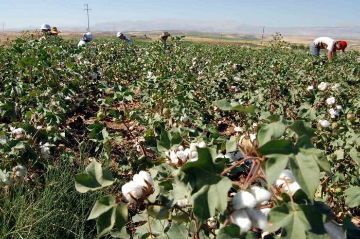 Başkan Turanlı: “Pamuk Fiyatları Çitçiyi Hayal Kırıklığına Uğrattı”