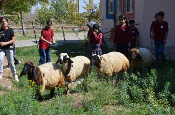 Okulun Bahçesinde Kalan "Kuzular" Öğrencilerin Maskotu Oldu