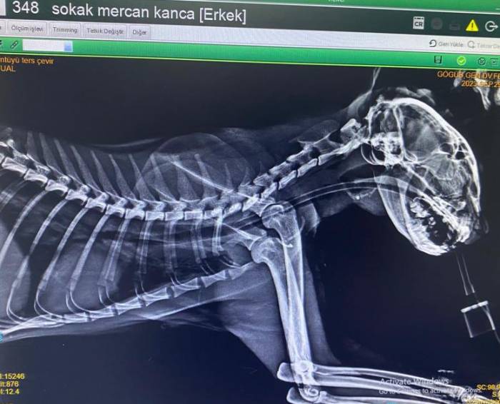 Kedinin Boğazından Üç Olta Kancası Çıktı