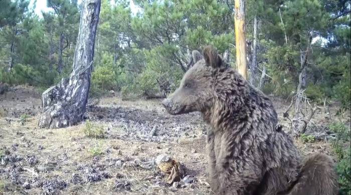 Boz Ayının Keyif Anları Görüntülendi