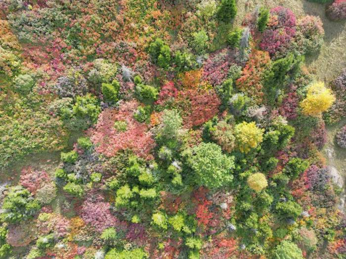 Giresun Yaylalarındaki Sonbahar Güzelliği Dron İle Görüntülendi