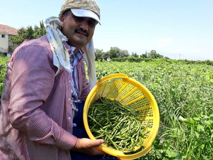 Kızılçukur Börülcesi Gözde Ürün Oldu