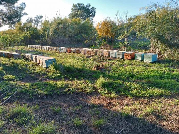 Şırnak’ta Dört Ayrı Dağın Zirvesinde En Tatlı Hasat Başladı