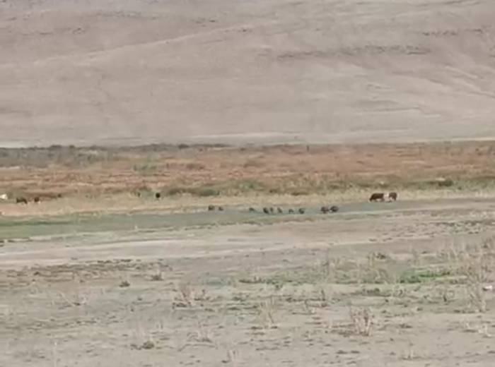 Aç Kalan Domuz Sürüsü Mahalleye İndi