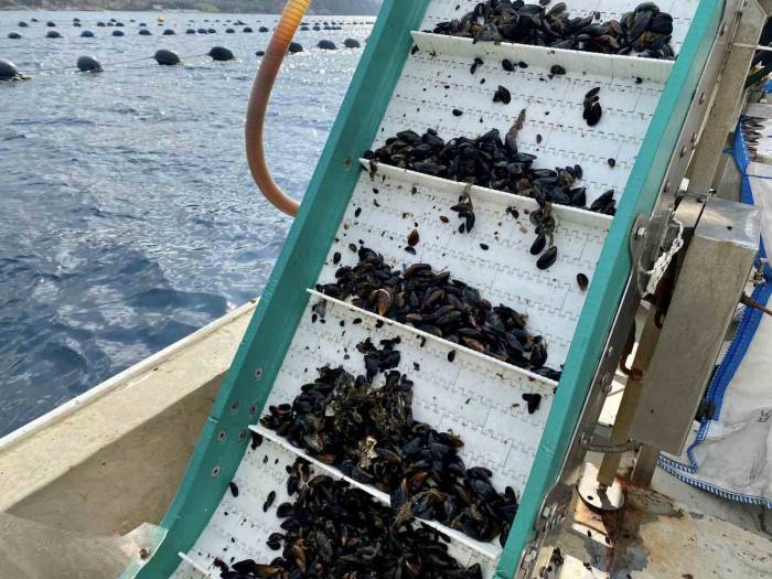 Bandırma’da Midye Hasadı Yapıldı