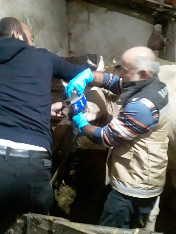 Yonca Yiyerek Şişen 150 Hayvana Müdahale Edildi