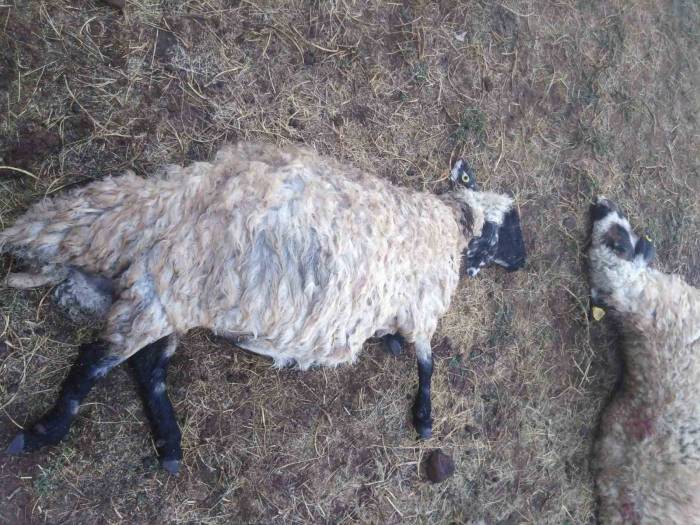 Güroymak’ta Yıldırım Düştü: 25 Koyun Telef Oldu