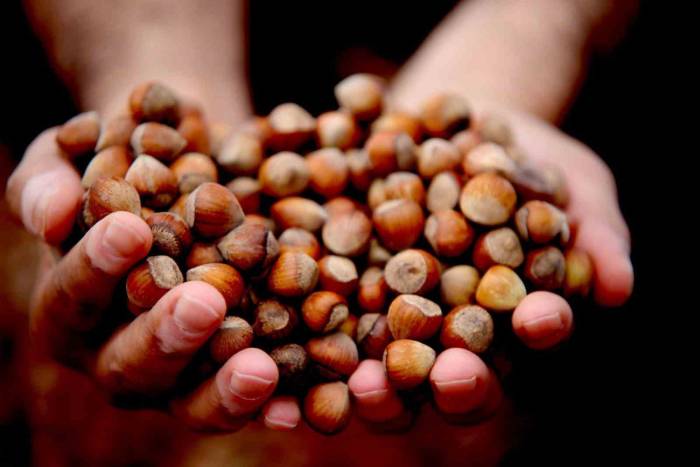 Fındık Fiyat İstikrarını Koruyor