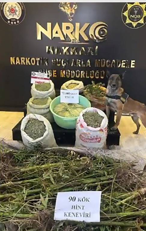 Yüksekova’da 72 Kilo Esrar 90 Kök Kenevir Ele Geçirildi