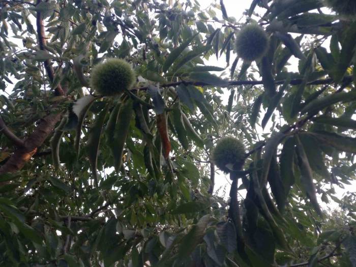 Kestane Üreticisi Bu Yıl Endişeli