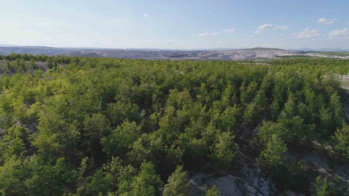 Demir Export’un Diktiği Fidan Sayısı 1,5 Milyona Ulaştı