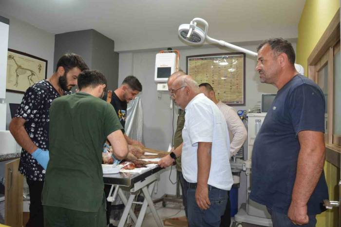 Hayvanların Saldırısına Uğrayan Karaca Koruma Altına Alındı