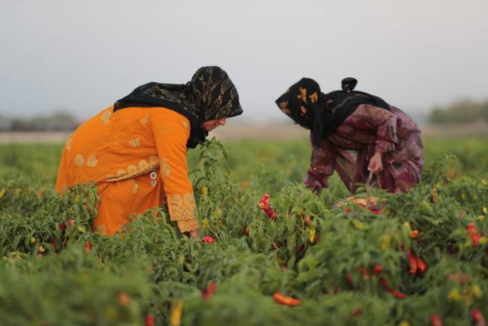 Tarlada İsot Hasadı Yapıldı