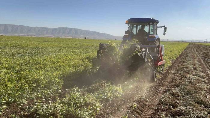 Terörün Yerini Huzura Bıraktığı Sınır Hattında Yer Fıstığı Hasadı Başladı