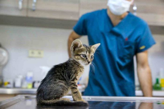 Buca’da Can Dostları İçin Seferberlik Başlatıldı