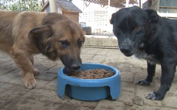 Getir’den Hayvan Barınaklarına 1,5 Milyon Kap Mama