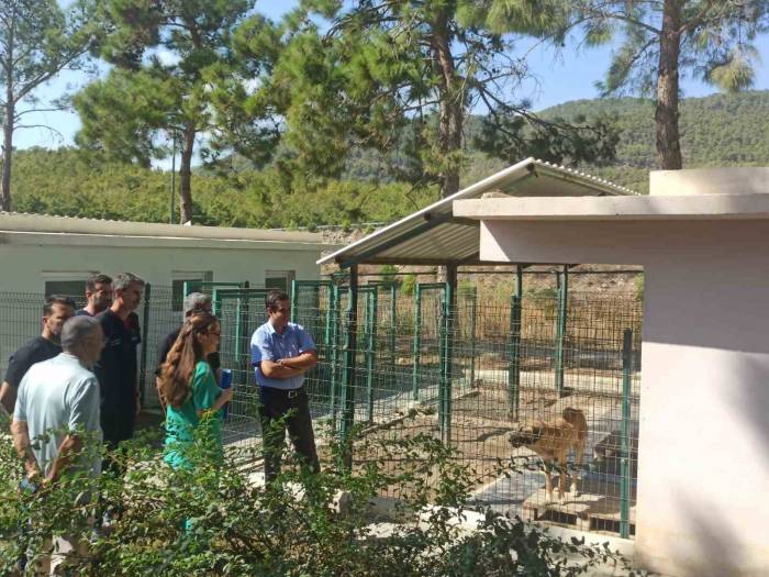 Topsakaloğlu: "Hayvanları Koruma Bilinci, Toplumsal Duyarlılık Ve Empati İle Şekillenir"