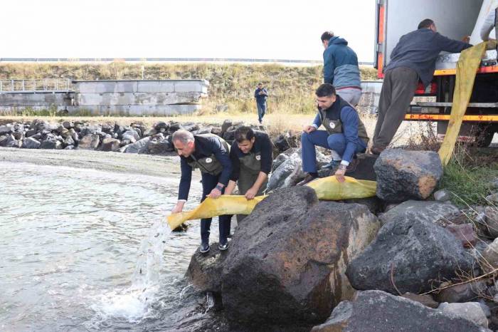 Kars’ta Göllere 520 Bin Sazan Yavrusu Bırakıldı