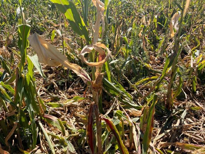 Mardin’de Domuz Sürüsü Mısır Tarlasına Dadandı