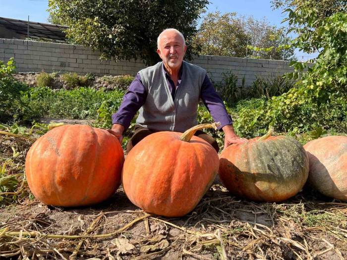 Büyüklüğü Görenleri Şaşırtıyor