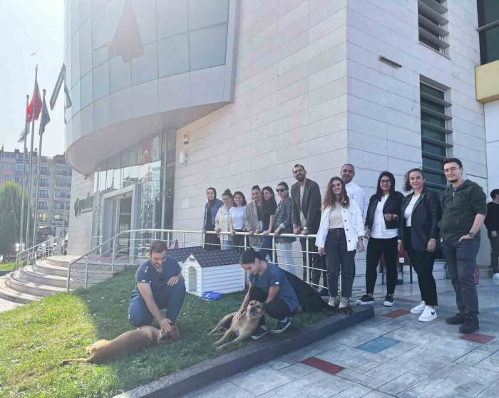 Sokak Hayvanlarına Yuva