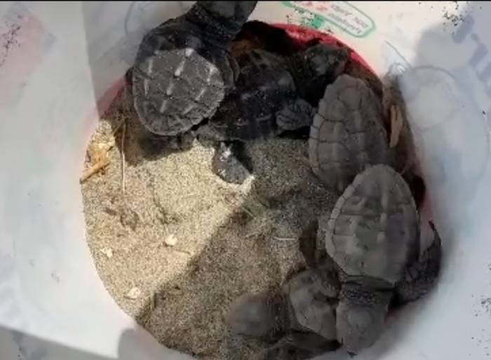 Gökçeada’da Caretta Caretta Yuvası Bulundu