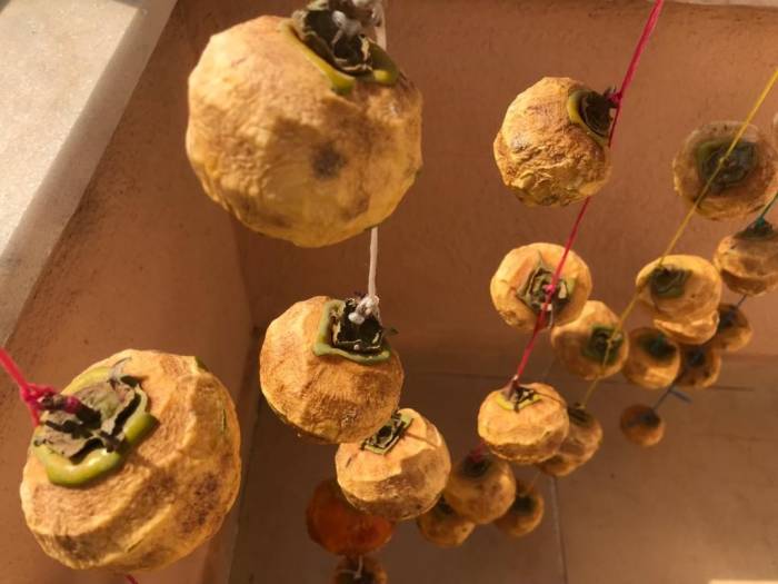 Cennet Hurmaları Kışa Hazırlanıyor